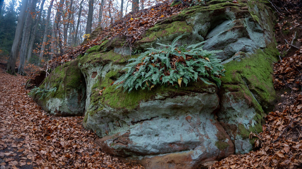 Fels am Moritzberg im Nürnberger Land