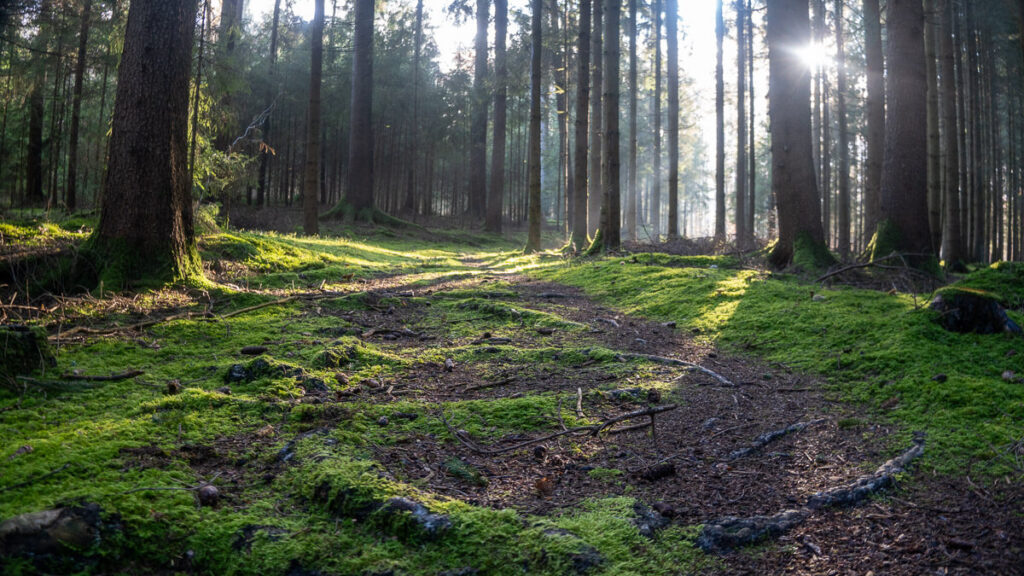 Wurzelpfad im Sonnenschein auf dem Paul-Pfinzing-Weg