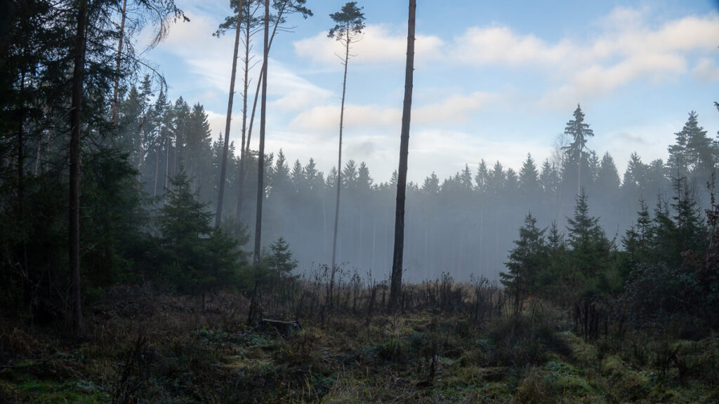 Licht und Nebel an einer kleinen Waldrodung mit offenem Himmel auf dem Oberpfälzer Jakobsweg