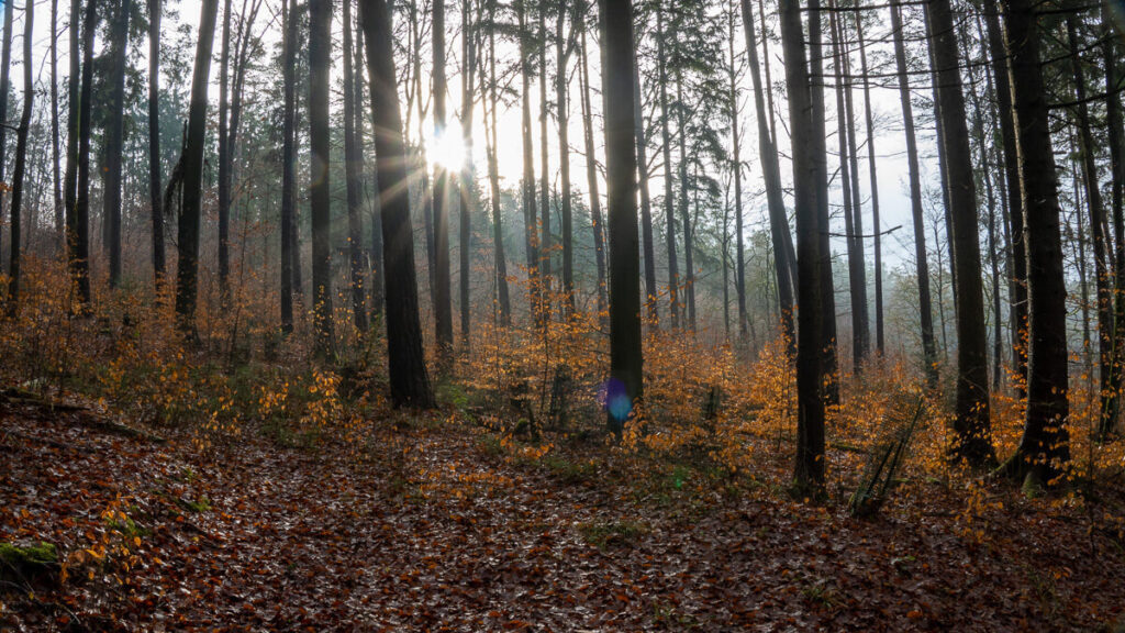 Erstes Sonnenlicht im winterlichen Laubwald auf dem Oberpfälzer Jakobsweg