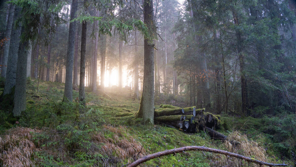 Goldenes Winterlicht im moosigen Nadelwald auf dem Oberpfälzer Jakobsweg