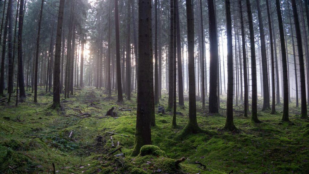 Nebel und Winterlicht im Naturpark Hirschwald entlang des Oberpfälzer Jakobswegs