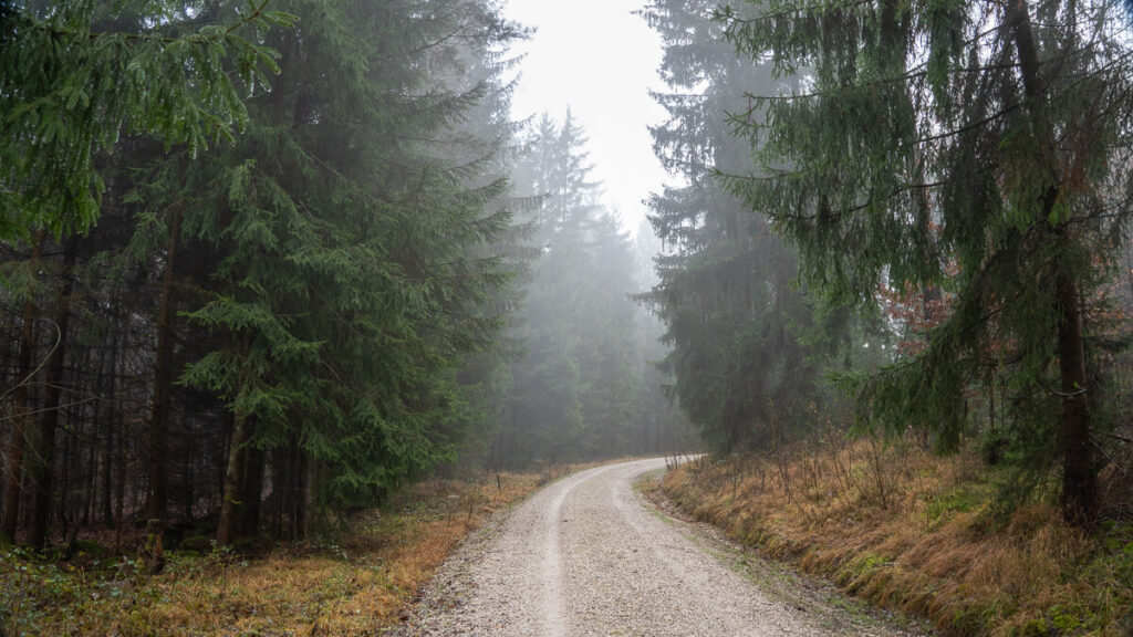 Nebelverhangener Forstweg im Nadelwald im Winterlicht auf dem Oberpfälzer Jakobsweg