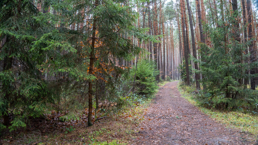 Waldweg im Winter, der sich im Mischwald verliert, auf dem Oberpfälzer Jakobsweg