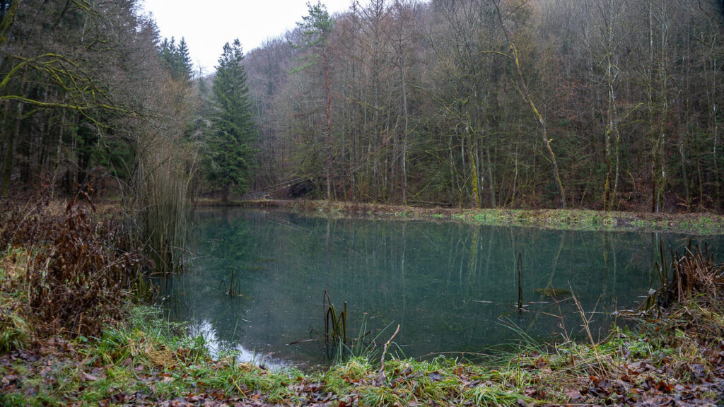 Stiller Waldweiher im Winter mit blaugrünem Wasser auf dem Oberpfälzer Jakobsweg