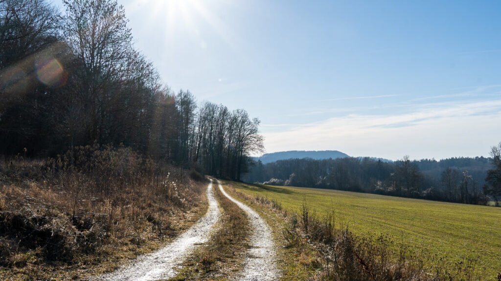 Weg durch frühlingshafte Landschaft im Januar.