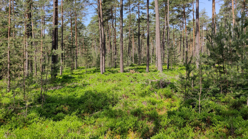 Blick in die Flechtenkiefernwälder