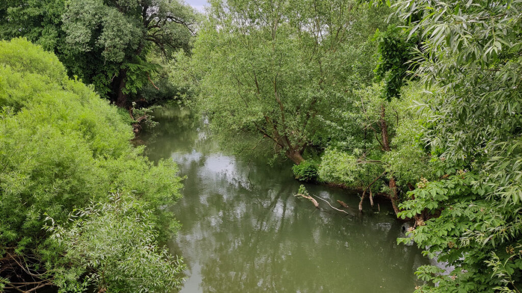 Blick auf die Pegnitz, eingebettet von grünem "Dschungel"