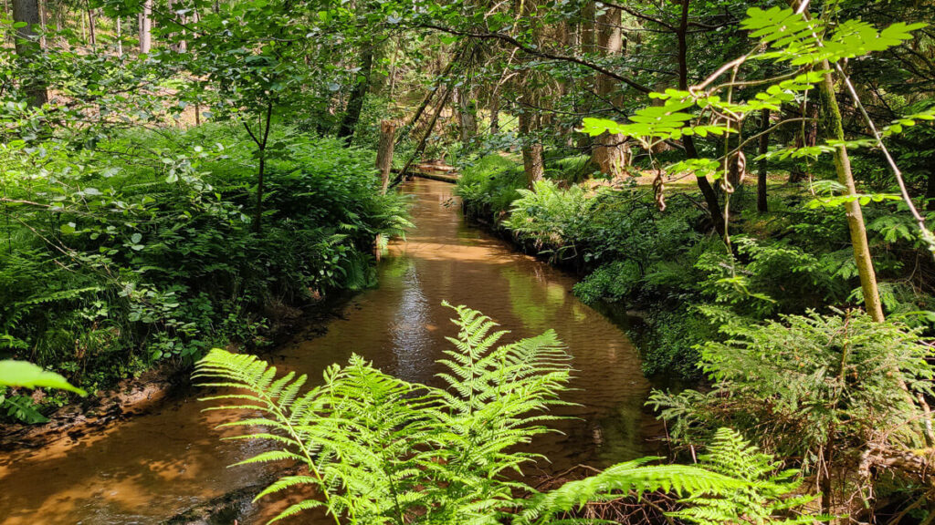 Der Röthenbach umgeben von dschungelhaftem Grün