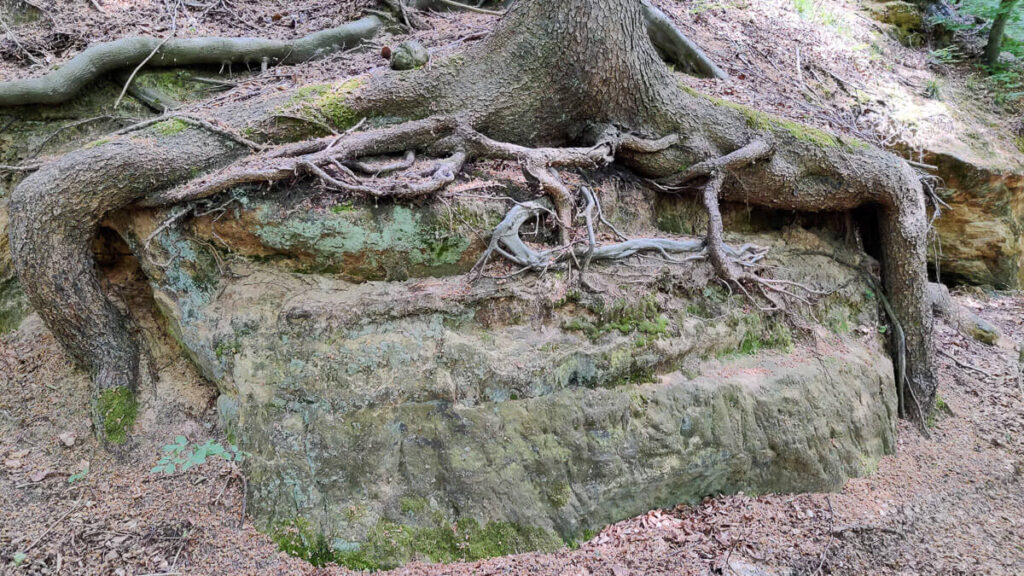 Starke Wurzeln umklammern wuchtigen Sandstein