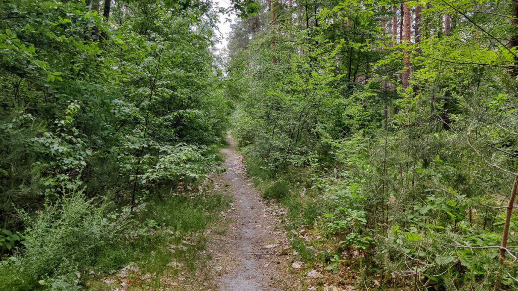 Sandiger Pfad durch den Wald