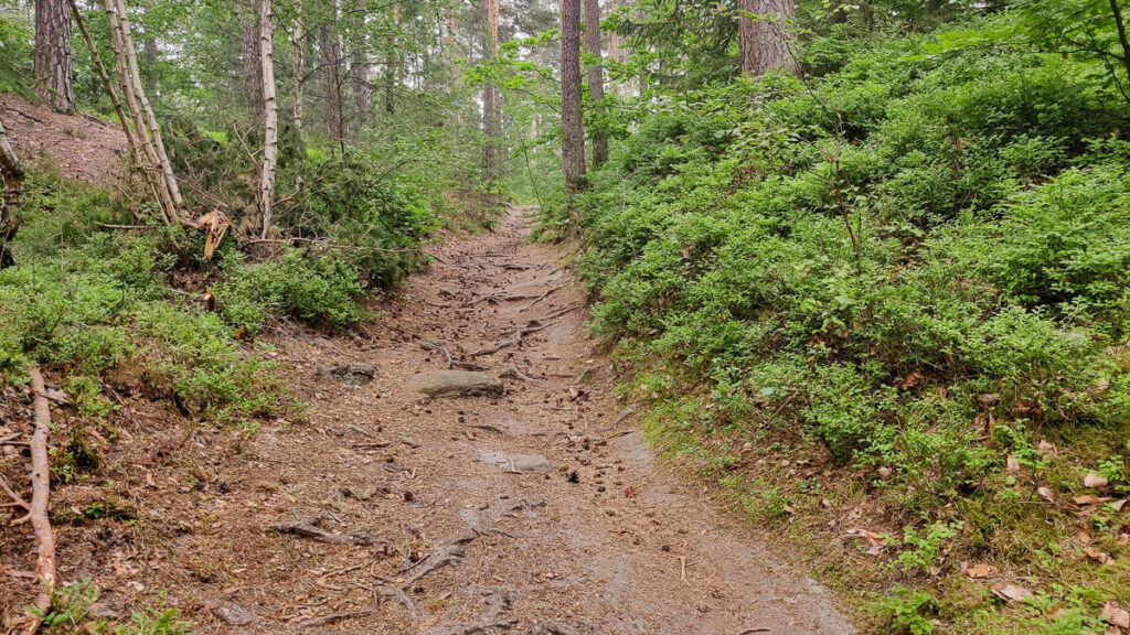Wurzeliger Weg durch den Wald