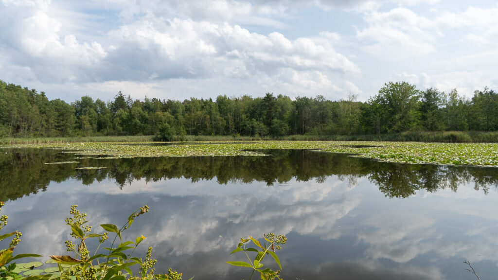 Wolkenspiegelung auf einem Weiher