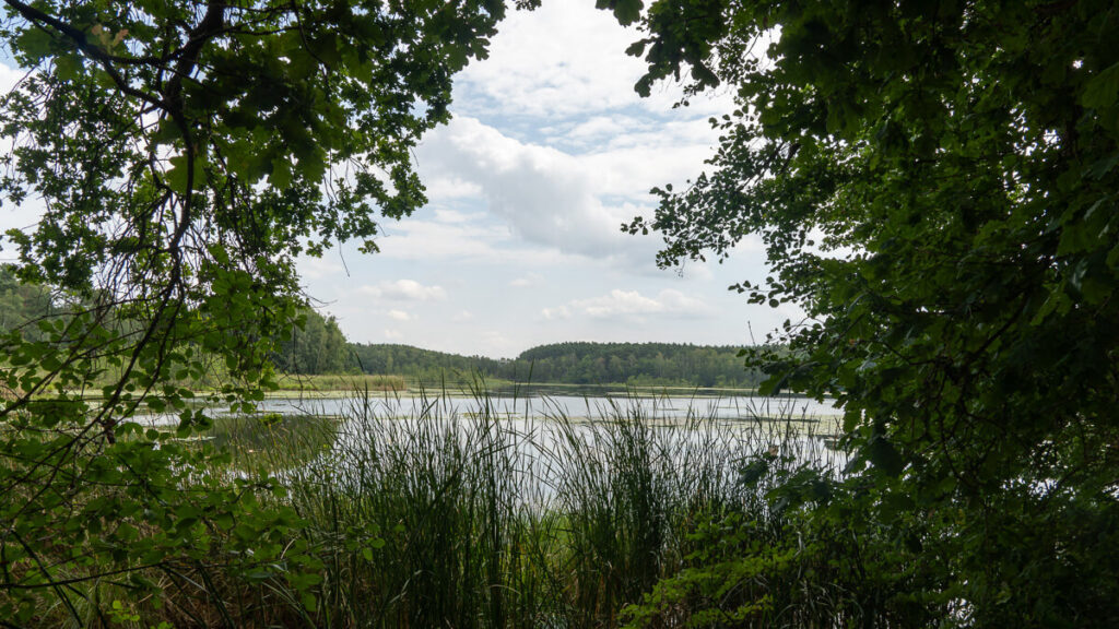 Weiher umrahmt vom Grün