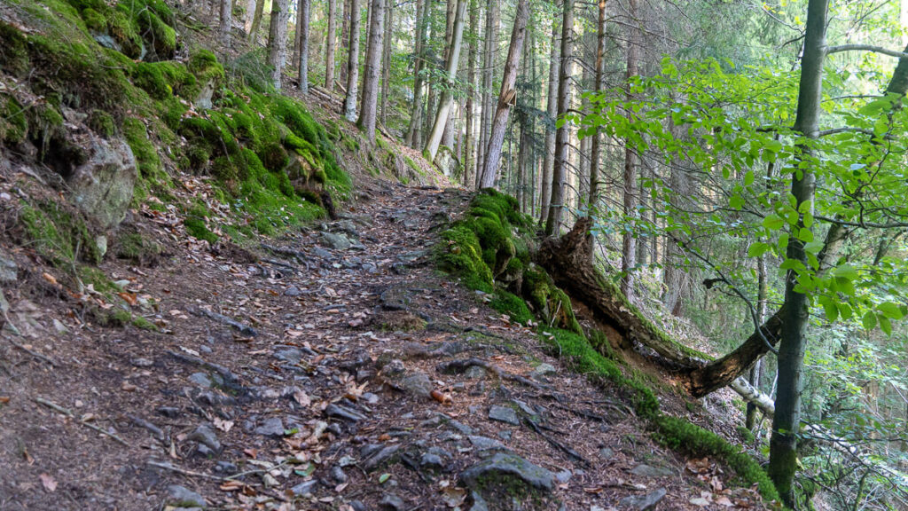 Felsiger Pfad durch Wald auf dem Eixendorfer Seeweg