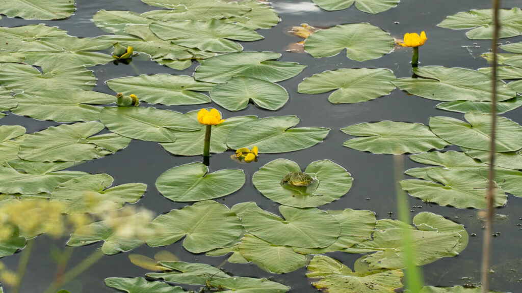 Frosch auf Seerose im Oberpfälzer Seenland