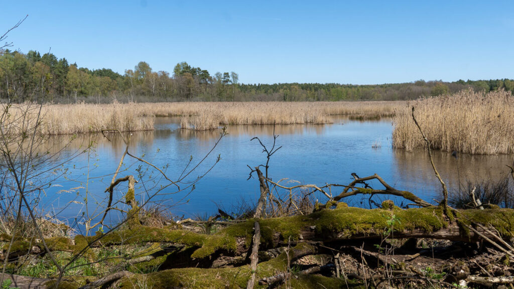 Blick auf den schilfumstandenen Hirtlohweiher