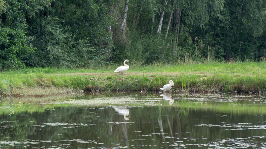 Schwäne am Ufer eines Weihers im Oberpfälzer Seenland