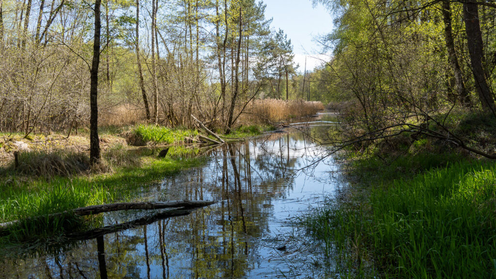 Wilde Natur am Wasser im Oberpfälzer Seenland